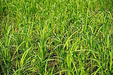 《黑道圣徒：重启版》内改车店广告展示车辆细节